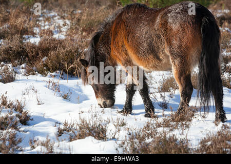 Un poney Exmoor rss parmi les couverts de neige heather sur Hindhead fréquents en hiver. Banque D'Images