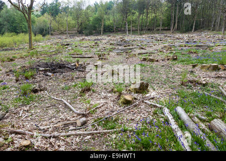 Jacinthes poussent dans une clairière au milieu des bois les souches de châtaigniers abattus récemment. Banque D'Images