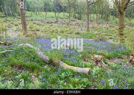 Jacinthes poussent dans une clairière au milieu des bois les souches de châtaigniers abattus récemment. Banque D'Images