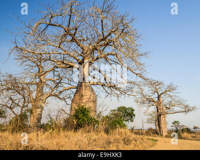 Les baobabs sur la savane dans le Parc National de Mikumi en Tanzanie. Banque D'Images