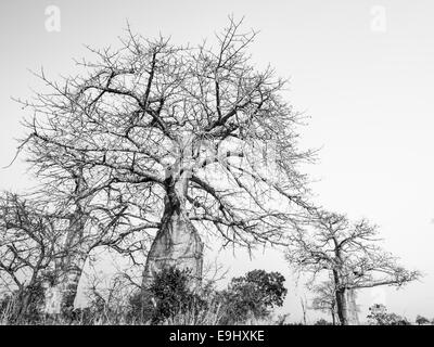 Les baobabs sur la savane dans le Parc National de Mikumi en Tanzanie. Banque D'Images