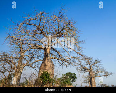 Les baobabs sur la savane dans le Parc National de Mikumi en Tanzanie. Banque D'Images