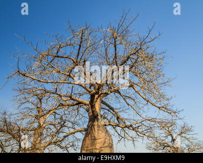 Les baobabs sur la savane dans le Parc National de Mikumi en Tanzanie. Banque D'Images