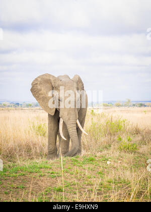 Éléphant mâle sur la savane en Tanzanie, Afrique. Banque D'Images