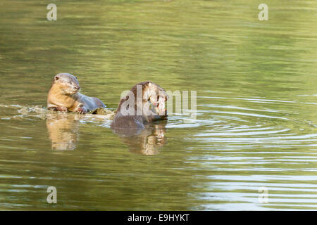 Bon, la loutre (Cerdocyon perspicillata) dans l'habitat de mangrove, Singapour Banque D'Images