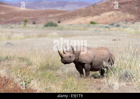 Desert-adapté Black rhino bull, Diceros bicornis, région de Kunene, Namibie Banque D'Images