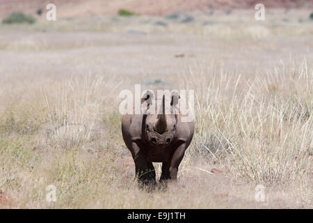 Desert-adapté Black rhino bull, Diceros bicornis, région de Kunene, Namibie Banque D'Images