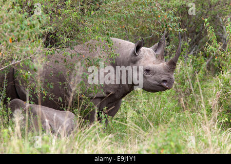 Le rhinocéros noir (Diceros bicornis), Masai Mara, Kenya, Afrique Banque D'Images