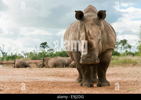 Le rhinocéros blanc, Ceratotherium simum, Hlane Royal national park, Swaziland, Afrique Banque D'Images