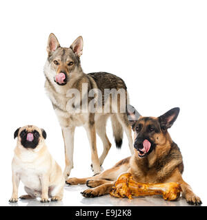 Trois chiens lécher Banque D'Images