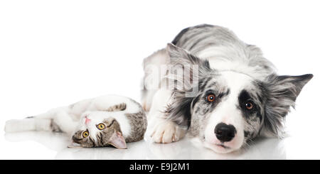 Chat et chien Banque D'Images