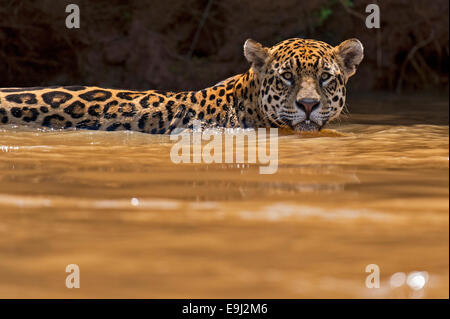 Jaguar sauvage nage dans l'eau de la rivière du Pantanal, Brésil Banque D'Images