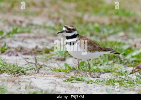 Le Pluvier kildir (Charadrius vociferus) dans les zones côtières à l'habitat de nidification de l'île de pois, North Carolina, USA Banque D'Images