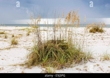 Seaoats - Reed graminées sur Gasparilla Island State Park Beach en Floride, SUD Banque D'Images