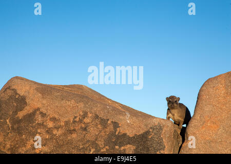 Les jeunes rock hyrax, Procavia johnstonia, dassie, Quiver Tree Forest, Keetmanshoop, Namibie, Afrique du Sud Banque D'Images