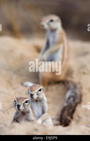 Le spermophile, HA83 inuaris, au terrier, Kgalagadi transfrontier Park, Northern Cape, Afrique du Sud Banque D'Images