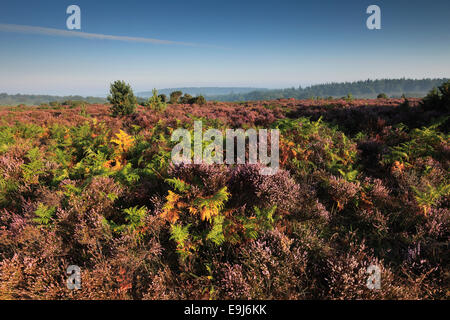 Misty morning sunrise ; Ibsley, Commune du Parc national New Forest, Hampshire County ; Angleterre ; la Grande-Bretagne, Royaume-Uni Banque D'Images