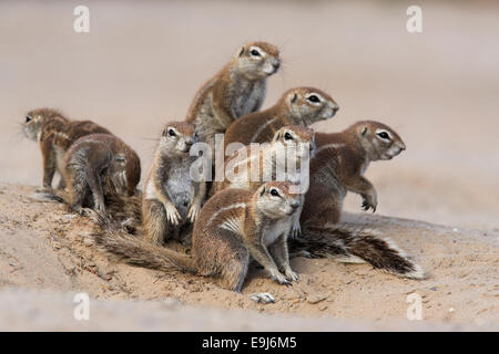 Le spermophile, HA83 inuaris, au terrier, Kgalagadi Transfrontier Park, Northern Cape, Afrique du Sud Banque D'Images