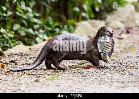 Bon, la loutre (Cerdocyon perspicillata) dans l'habitat de mangrove, Singapour Banque D'Images