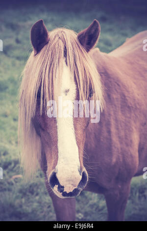 Vintage portrait d'un cheval alezan avec foretop depuis longtemps. Banque D'Images