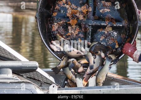 Chasse d'automne de carpes et tanches de vivier à marchés de Noël en République tchèque. En Europe centrale, le poisson est un traditionnel Banque D'Images