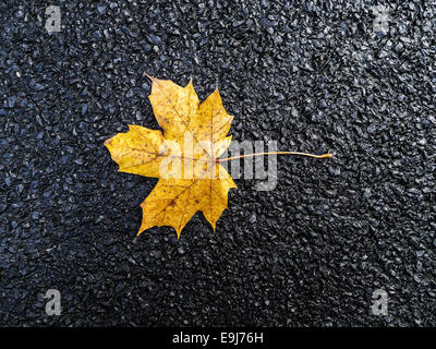 Des feuilles d'automne jaune noir sur fond d'asphalte. Banque D'Images