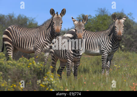 Zèbre de montagne du cap, Equus zebra zebra, dans le Bushman Kloof, Cedarberg, Western Cape, Afrique du Sud Banque D'Images