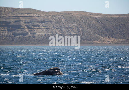 Baleine franche australe (Eubalaena australis) . Puerto Piramides, Peninsula Valdes, l'Argentine. Banque D'Images