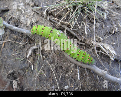 Papillon empereur Caterpillar en larves Saturnia pavonia développement ( ) à la fin de l'été, UK Banque D'Images