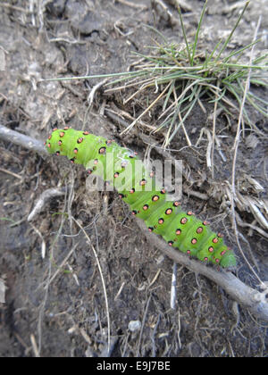 Papillon empereur Caterpillar en larves Saturnia pavonia développement ( ) à la fin de l'été, UK Banque D'Images