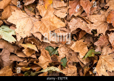 feuilles d’automne Banque D'Images