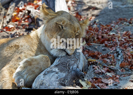 Lion dort avec head on log Banque D'Images