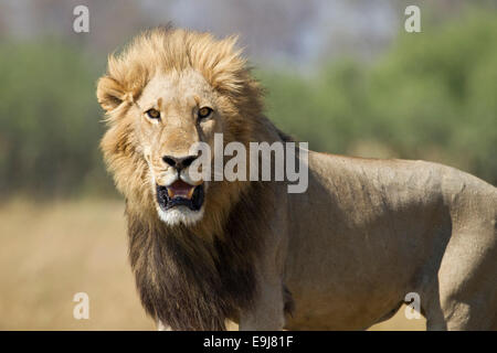 Belle crinière d'un lion mâle entièrement regarde droit dans l'appareil photo Banque D'Images