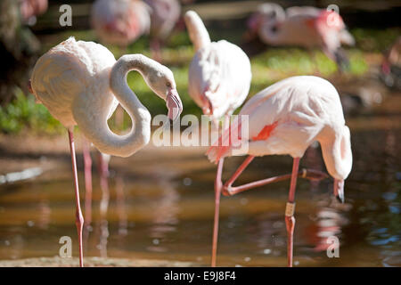 Des flamants roses. Parque das Aves (Parc des Oiseaux), Foz do Iguaçu, Brésil. Banque D'Images