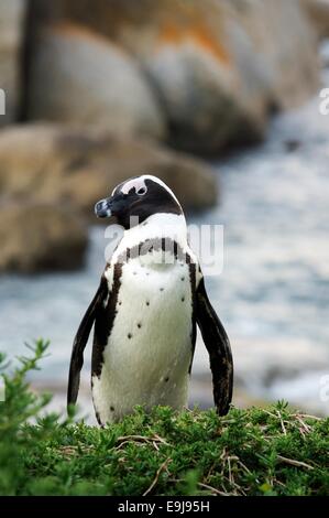 Portrait of African (Spheniscus demersus). L'Afrique du Sud Banque D'Images