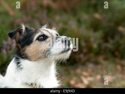Parson Jack Russell Terrier chien avec un espace réservé au texte Banque D'Images