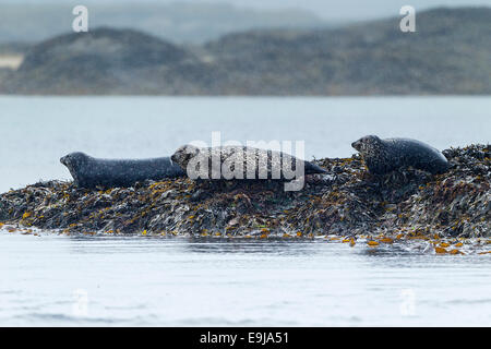 Un groupe de phoque commun (Phoca vitulina) halé-out pour se reposer sur des roches couvertes d'algues sous la pluie, Isle of Mull, Scotland Banque D'Images
