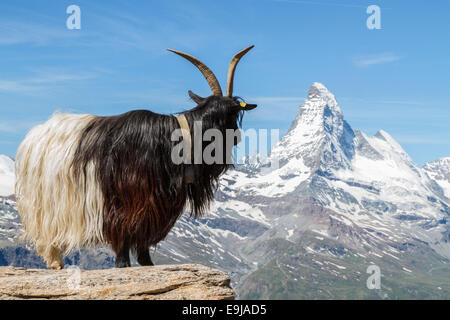 Valais Blackneck chèvre en avant du Matterhorn, Zermatt, Suisse Banque D'Images