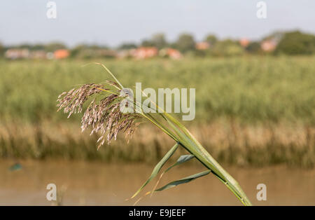 Domaine de l'orge dans le Suffolk Banque D'Images