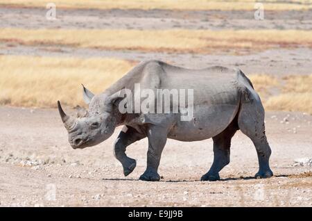 Le rhinocéros noir (Diceros bicornis), homme, marche, Etosha National Park, Namibie, Afrique Banque D'Images