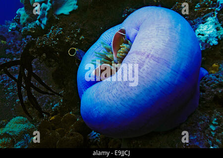 Les poissons clowns (Amphiprion rose perideraion) dans de magnifiques Anémone de mer (Heteractis magnifica), Raja Ampat, Papouasie Occidentale Banque D'Images