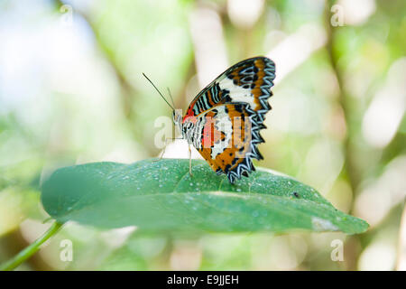 La chrysope chrysope Leopard (ciane), Bali, Indonésie Banque D'Images