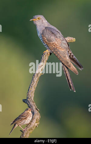 Cuckoo Cuculus canorus) (perche partage avec un pré Sprague (Anthus pratensis), Saxe-Anhalt, Allemagne Banque D'Images