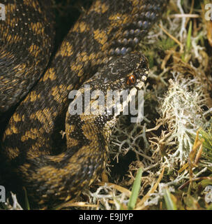 Adder - Vipera berus Banque D'Images