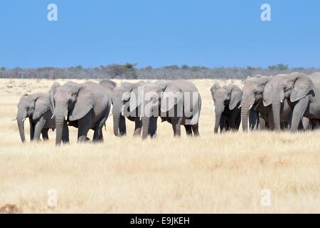 Troupeau d'éléphants d'Afrique (Loxodonta africana), sur le chemin de l'eau, Etosha National Park, Namibie, Afrique Banque D'Images