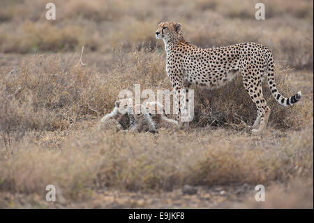 Le Guépard (Acinonyx jubatus), femelle guépard avec oursons, Serengeti, Tanzanie Banque D'Images