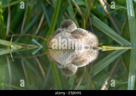 Grèbe castagneux (Tachybaptus ruficollis), Femme Banque D'Images