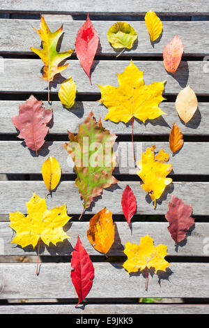 Divers Les feuilles d'automne, le chêne, l'érable, le vin sauvage, hêtre, tilleul, pommier sauvage, Allemagne Banque D'Images