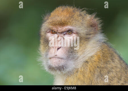 Macaque de Barbarie (Macaca sylvanus), adulte, captive Banque D'Images