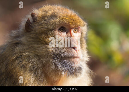 Macaque de Barbarie (Macaca sylvanus), adulte, captive Banque D'Images